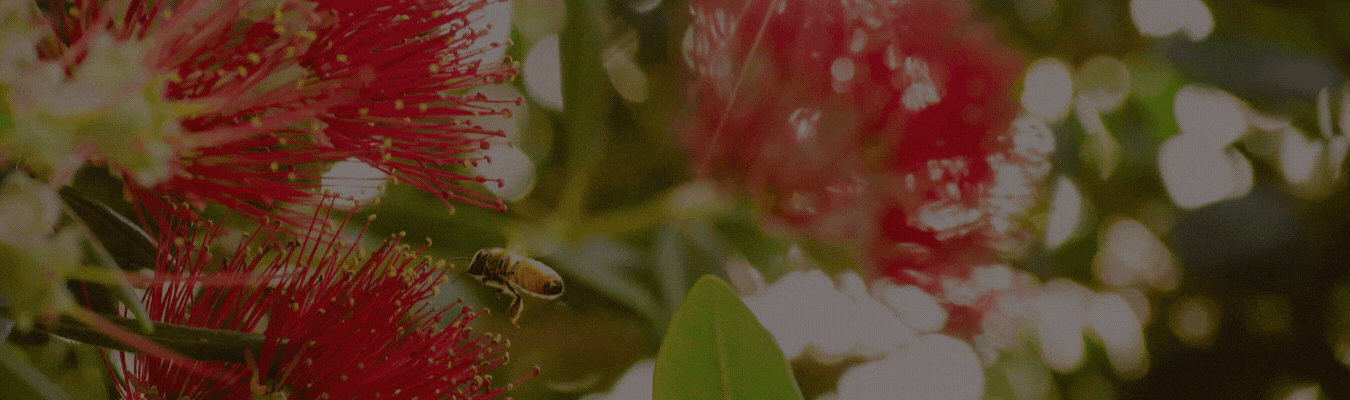 Vente de miels - Apiculteurs producteurs en Provence - Exploitation familiale Haut Var