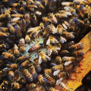 Reine avec abeilles